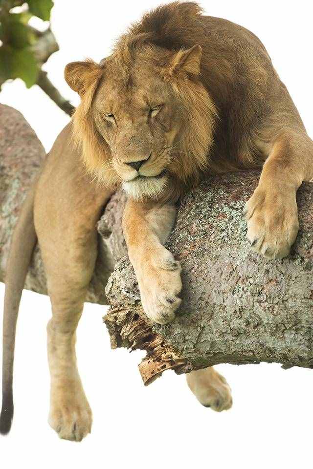 狮子爬树避暑睡午觉，睡姿都超搞笑，完全没了森林之王的气