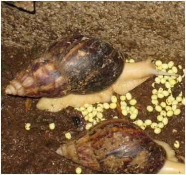 蜗牛居然是“蛋生”的，密集恐惧症者慎入
