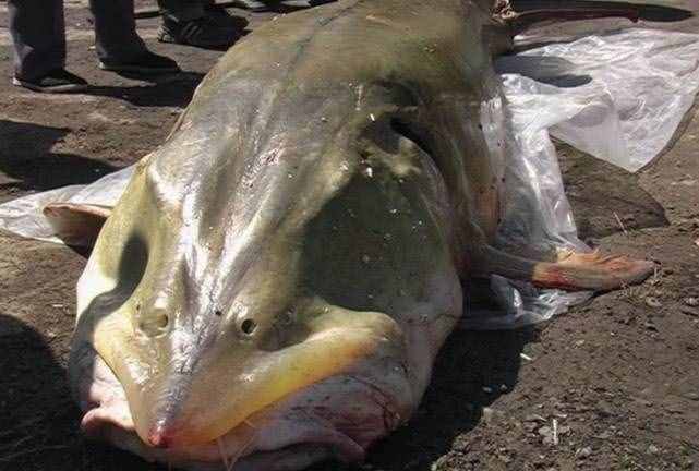 世界上最大的淡水鱼（世界上最大的淡水鱼，生活在中国黑龙江）