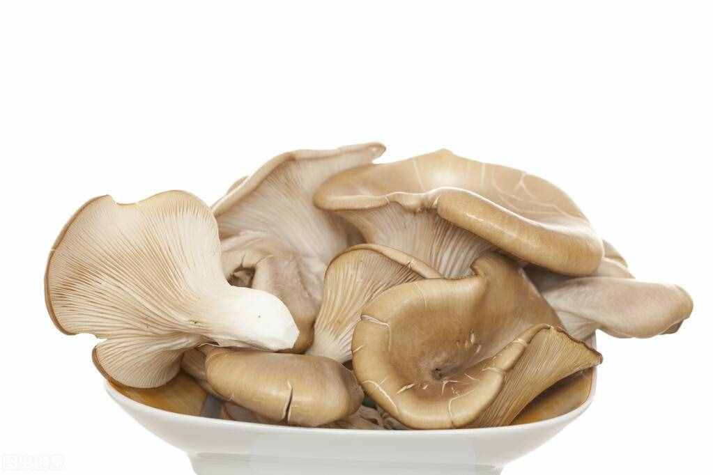 蘑菇的营养价值都有什么？它怎么做才最好吃？