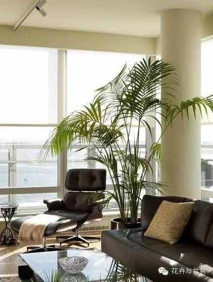 18种最好的大型室内植物，摆家里和办公室最好不过啦