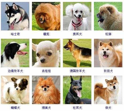 宠物狗的品种（178个宠物狗品种图片大全）