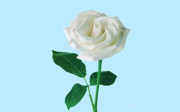 白色玫瑰花语（白玫瑰花语是什么）