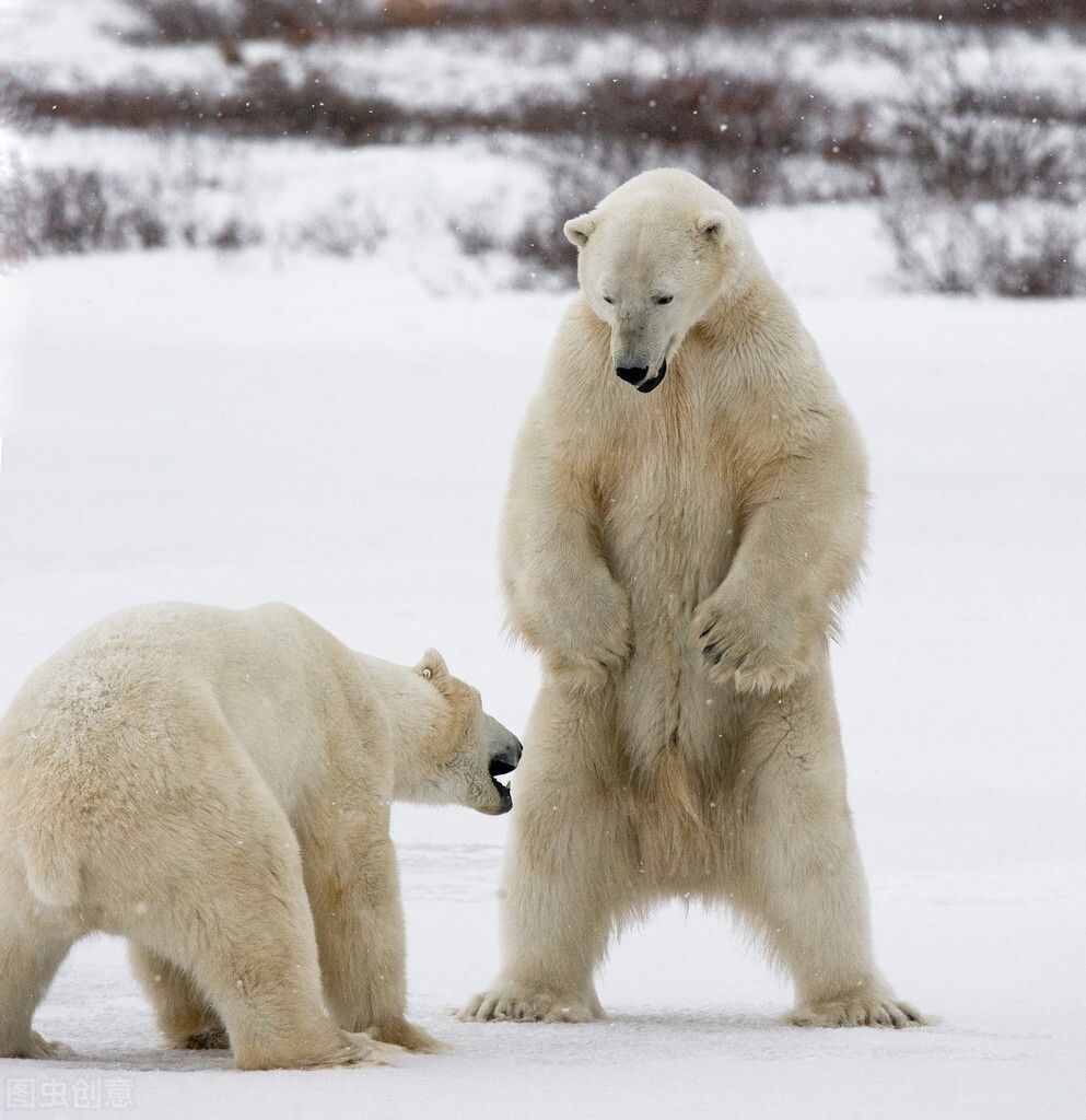 北极熊为什么不吃企鹅宝宝呢？北极熊到南极的后果西瓜视频告诉你