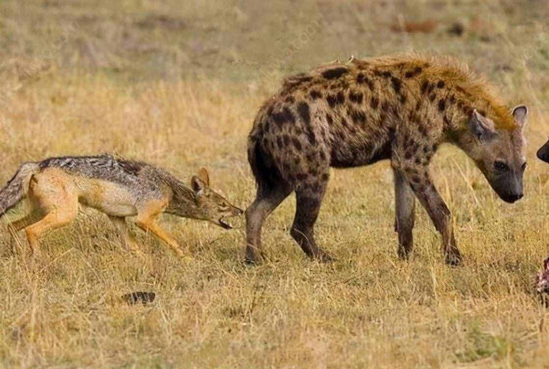 非洲草原上的肛肠科大夫，鬣狗实力强大但性情温顺，从来不伤人