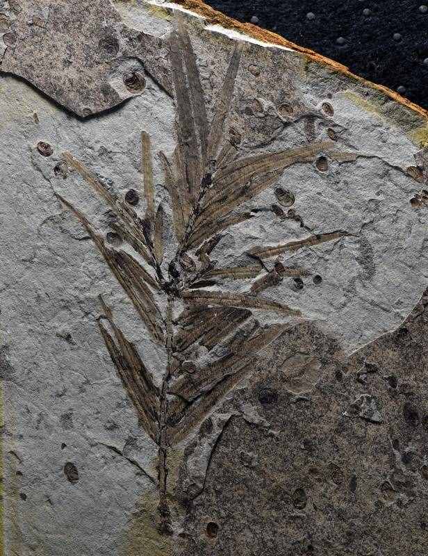 揭秘！存活1.6亿年的植物“活化石”长什么样？