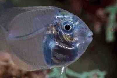 这种鱼类除了眼睛，全身都是透明的，网友：它吃什么？