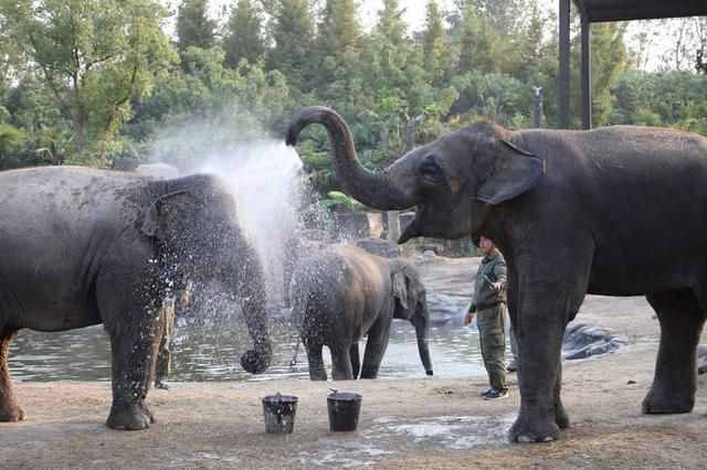 大象吸水为什么不会被呛到（大象是用鼻子喝水的吗）