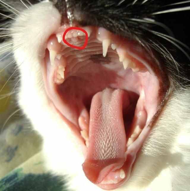 辟谣：脚臭让猫咪一脸恶心？这是它对“脚气”感兴趣的裂唇嗅反应