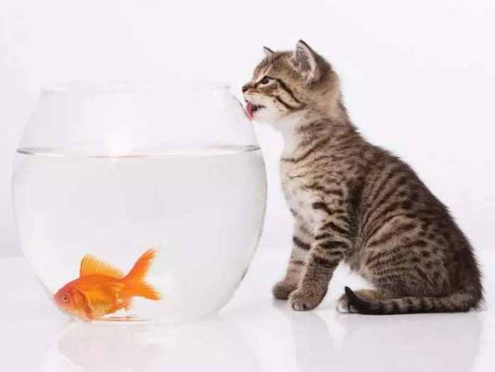 猫咪爱吃鱼（猫喜欢吃鱼，这是一个被误解了700多年的常识）