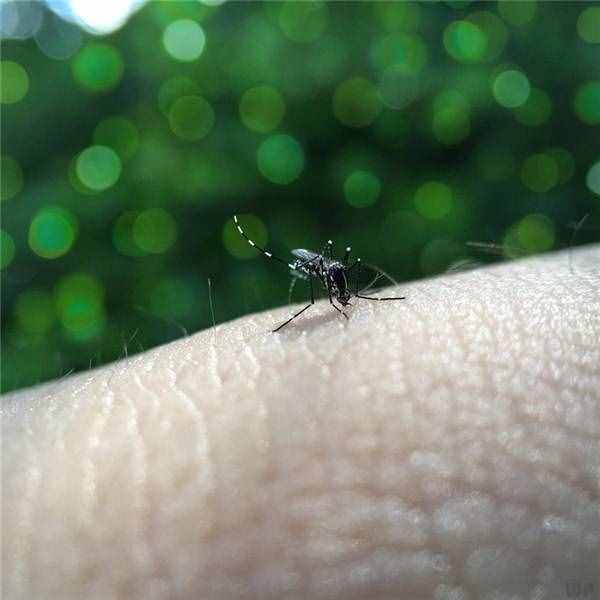 蚊子咬了怎么消肿止痒最快，这六个方法能缓解蚊子咬的痛苦