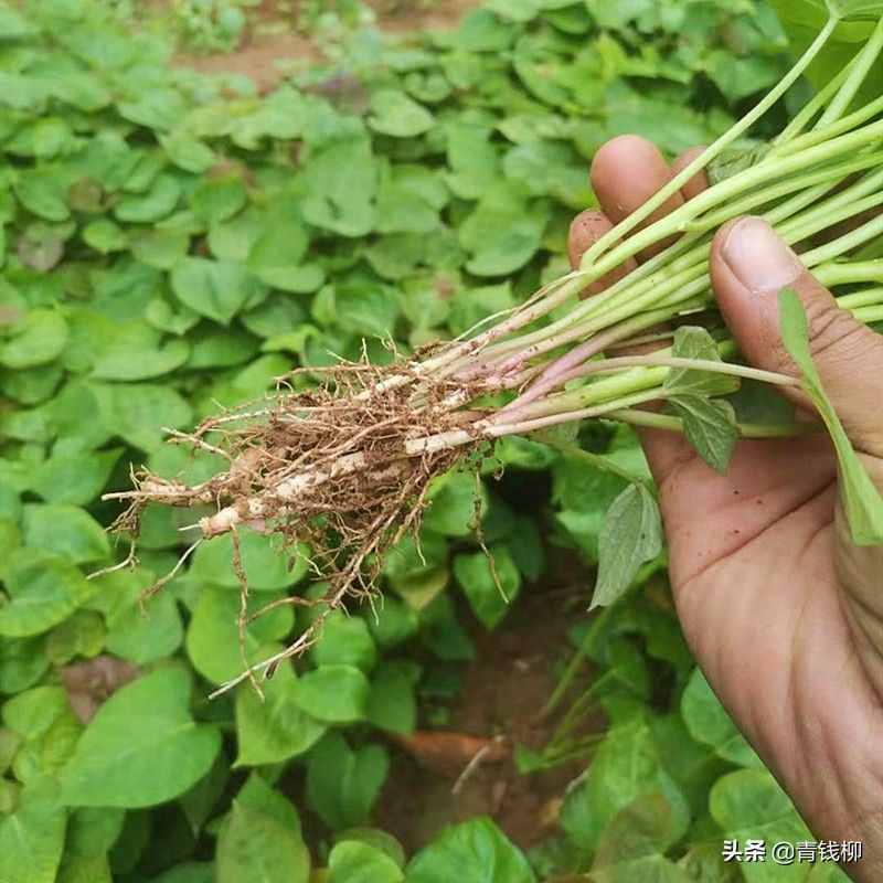 彝良县红薯全程保健栽培技术