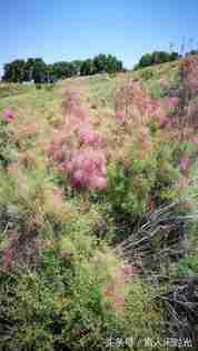 玛纳斯国家湿地公园—红柳花开，苇叶飘飘