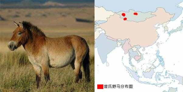 如何区分马、骡子和驴？它们之间存在哪些差异？