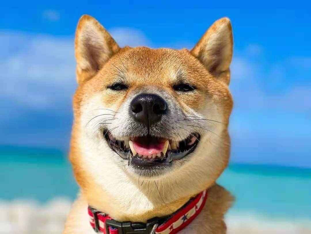 柴犬笑是真的笑吗？柴犬开心所表达的方式是什么？