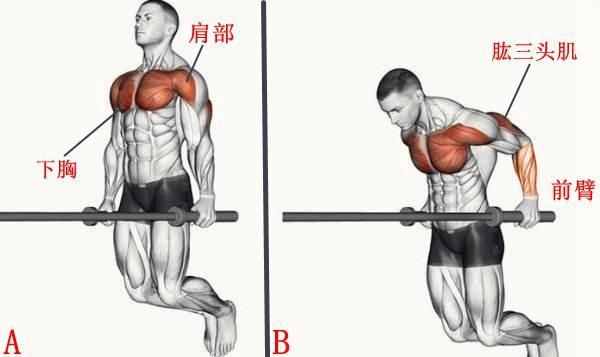 了解上肢力量动作双杠臂屈伸，你是否知道如何高效标准完成？