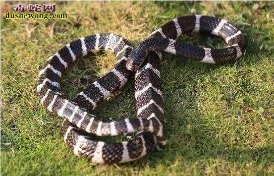 毒蛇（中国54种毒蛇图片名字）
