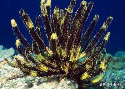 珊瑚到底是动物还是植物？看完才知道错得多离谱