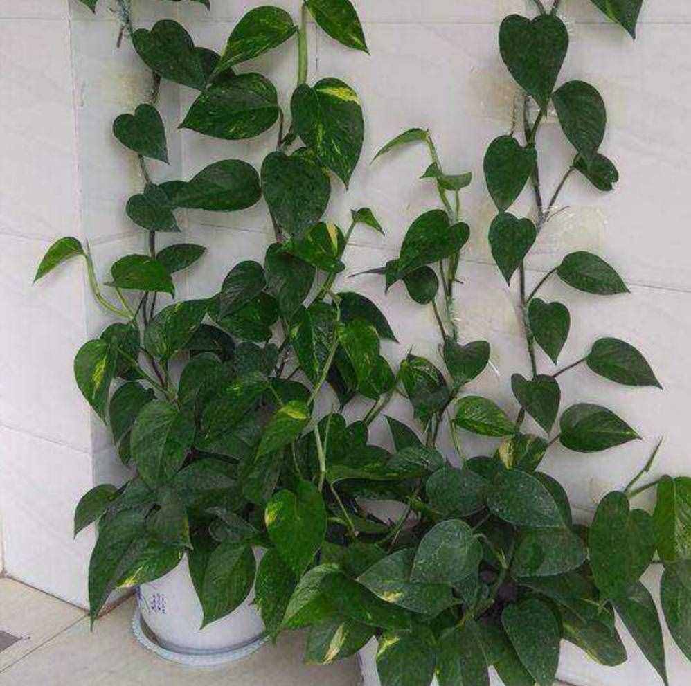室内净化空气植物（8种“吸毒花”）