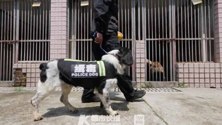 警犬界劳模！BINGO不仅是条网红犬，还是一只社会狗，今天照常出勤训练