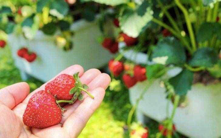 阳台种植草莓（阳台盆栽草莓种植攻略）
