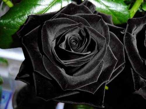 黑色的玫瑰是全世界玫瑰中最稀有的，花语：你是恶魔，且为我所有
