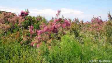 玛纳斯国家湿地公园—红柳花开，苇叶飘飘