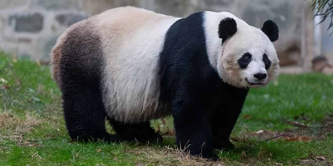 奇怪的知识又增加了！大熊猫的交配与繁衍，不愧是国宝