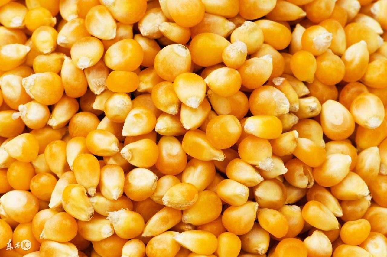 很黄，很给力，玉米的营养价值你知道吗？