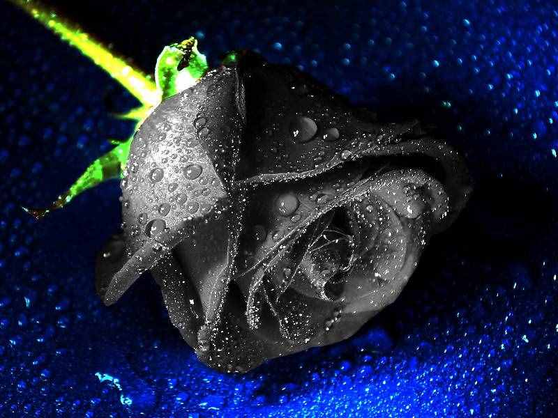 黑色的玫瑰是全世界玫瑰中最稀有的，花语：你是恶魔，且为我所有