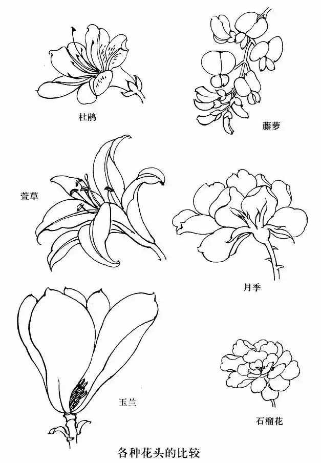 不会画花卉？那是你没有画过这8种花卉画法，简单易学，快临摹