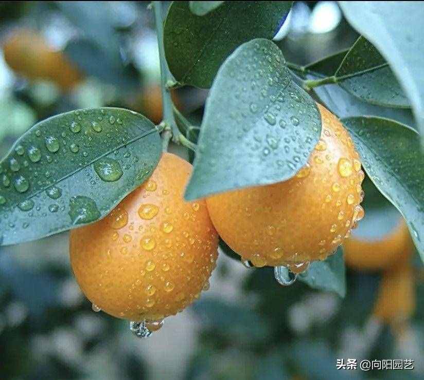 金橘树（金橘树怎么养）