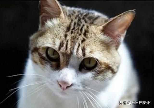 中华名猫纲目，你知道中华田园猫有多少种吗？