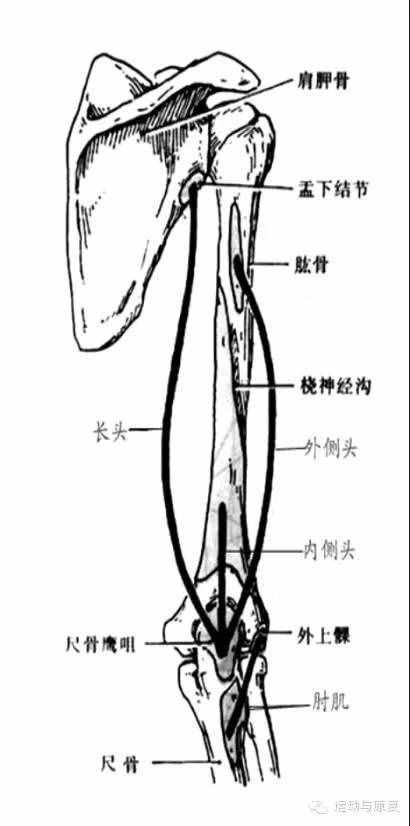 肘关节伸的肌肉——肱三头肌＆肘肌