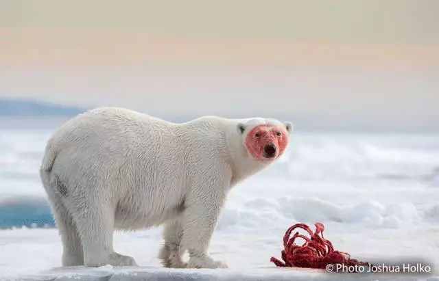 北极熊的冷知识你知道多少？
