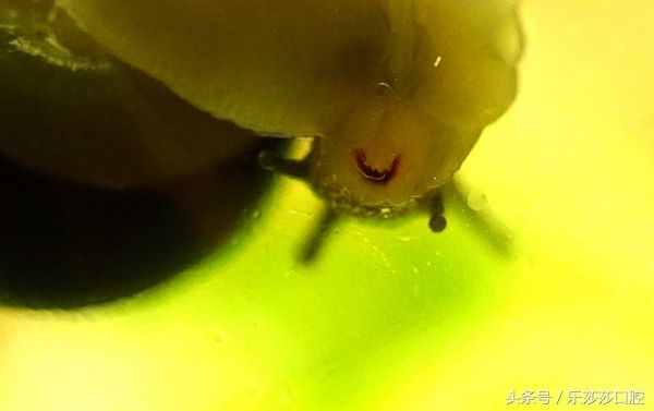 为什么蜗牛是牙齿最多的动物 ？