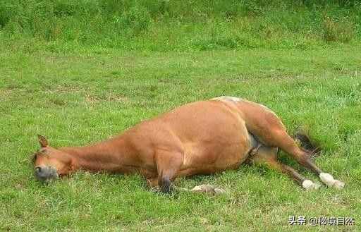 马是一种古老的动物，但你知道马是如何睡觉的吗?