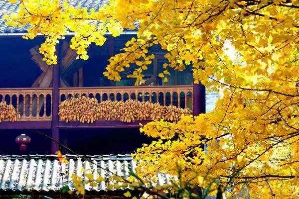 没去过不足以谈秋天，中国15个银杏观赏地，有在你家门口的吗？