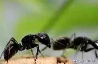 惊！用黑蚂蚁泡纯粮食酒功效竟然这么大！