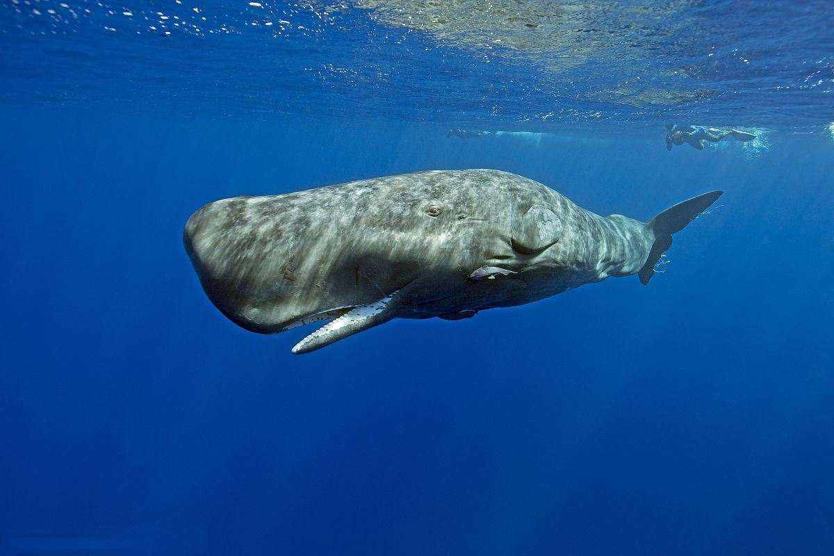 为什么人们总说“一鲸落，万物生”？鲸落到底是什么？