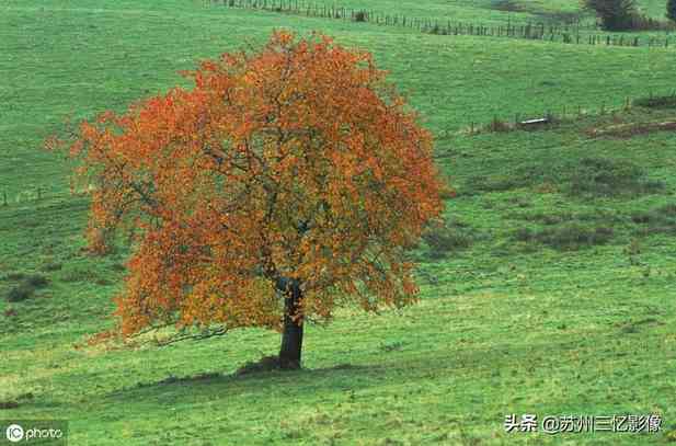 精选16株秋天最美的树，不知道有没有你喜欢的？