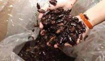 人工养殖蟑螂可入药，60亿只蟑螂年产值超10亿！（引起不适，谨慎点击）