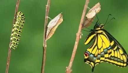 毛毛虫变蝴蝶的蜕变过程，造物主所演化的生物进程令人赞叹