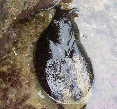 大如兔子的黑海蛞蝓犹如外星生物，看上去软绵绵却是制毒高手