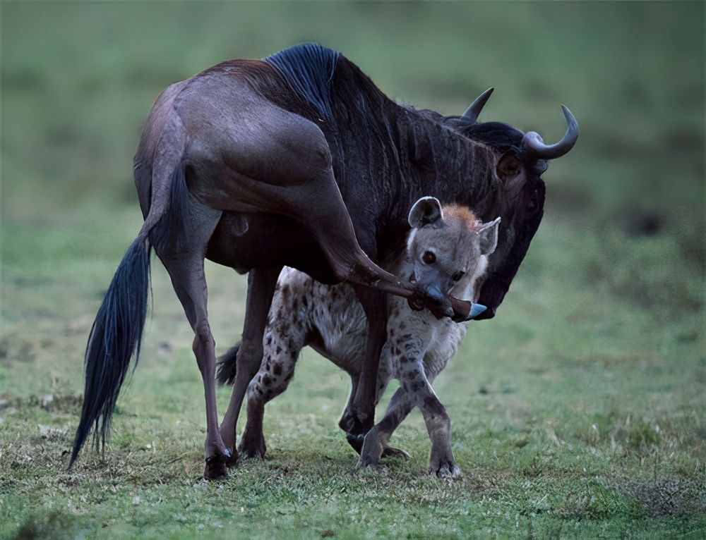 “草原肛拭子”斑鬣狗，为什么喜欢掏肛？专家：生存的智慧