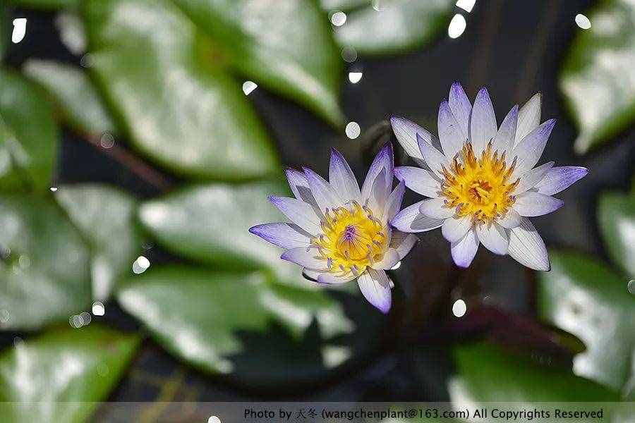 原来睡莲的每一朵花都会开三天——四种适合最家养的微型睡莲推荐！