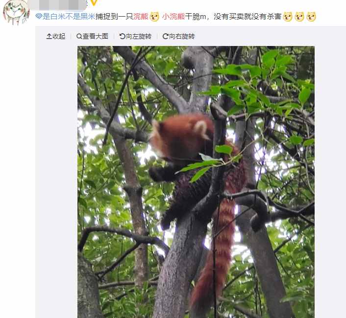 分不清小熊猫和小浣熊，导致了一场互联网“干脆面”之争