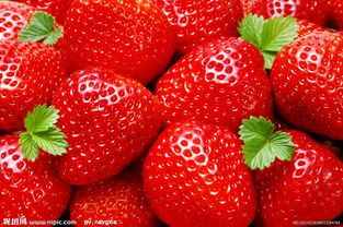 种草莓是什么意思（怎么种草莓）