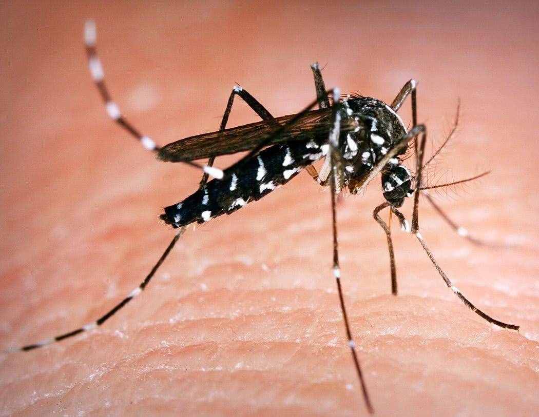 驱蚊的3个小妙招，不点蚊香也能驱蚊，方法简单，回家试一试