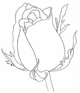 初学者：教你如何画一朵玫瑰花